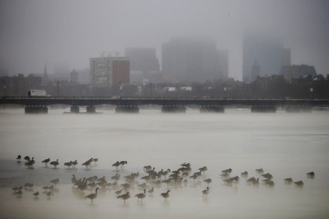 Birds gather on the partially frozen Charles River in front of the Boston skyline during winter in Cambridge, Massachusetts January 6, 2014.  REUTERS/Brian Snyder