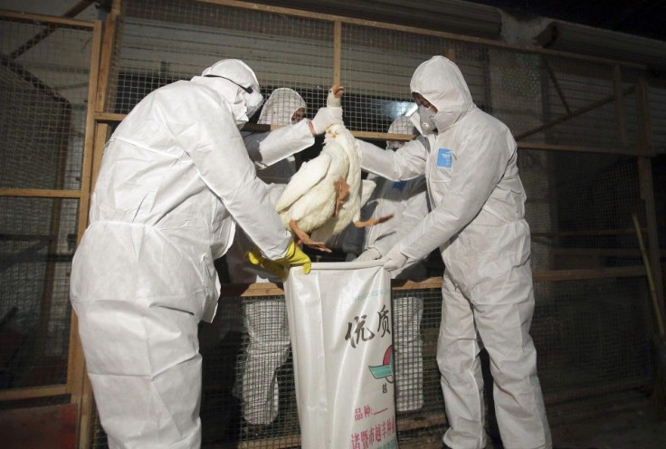 Health Officials in Protective Suits Put a Goose Into a Sack as Part of Preventive Measures Against the H7N9 Bird Flu at a Poultry Market in Zhuji, Zhejiang Province