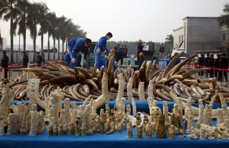 Workers destroy confiscated ivory and ivory sculptures in Dongguan, Guangdong province January 6, 2014. China crushed 6.2 tonnes of confiscated ivory on Monday in the first such public destruction of any part of its stockpile, after the country's fitful e