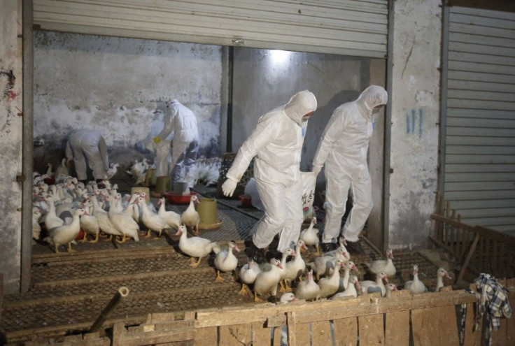 Health officials in protective suits transport sacks of poultry as part of preventive measures against the H7N9 bird flu 