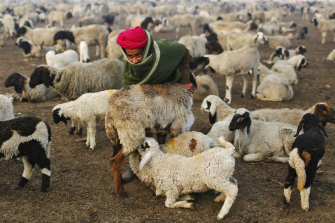A shepherd milks a sheep at a grazing ground 