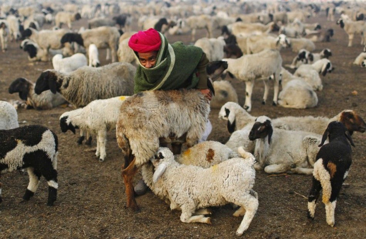 A shepherd milks a sheep at a grazing ground 