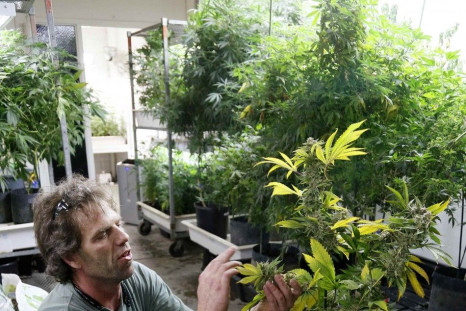 Should Marijuana be Legal in Australia? Effects of the Drug on the Brain