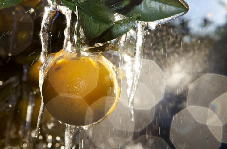 Sprinklers spray water onto a field of orange plantation for the cold weather to coat a protective layer of ice around them in Plant City, Florida December 14, 2010. REUTERS/Scott Audette