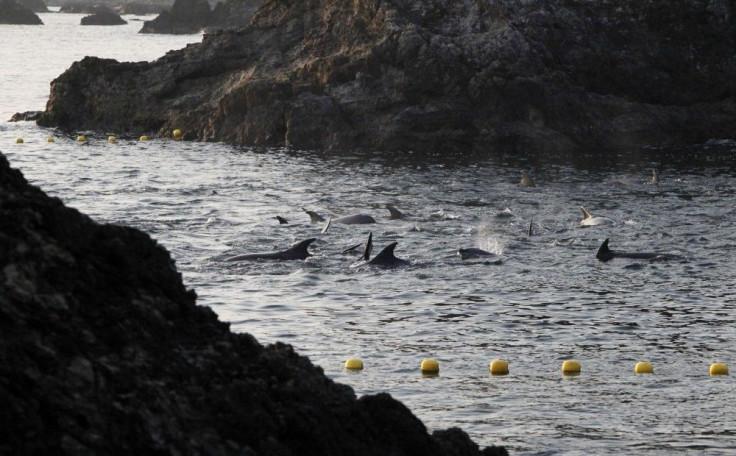 Dolphins are seen at a cove in Taiji, western Japan, January 21, 2014.