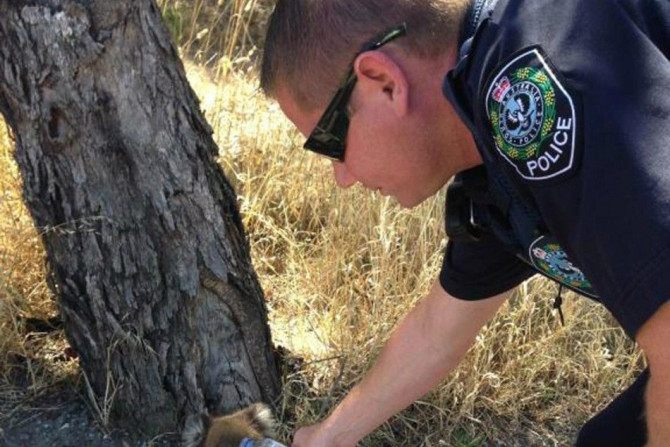 A South Australian policeman offers a drink of water to a koala at the side of the road 