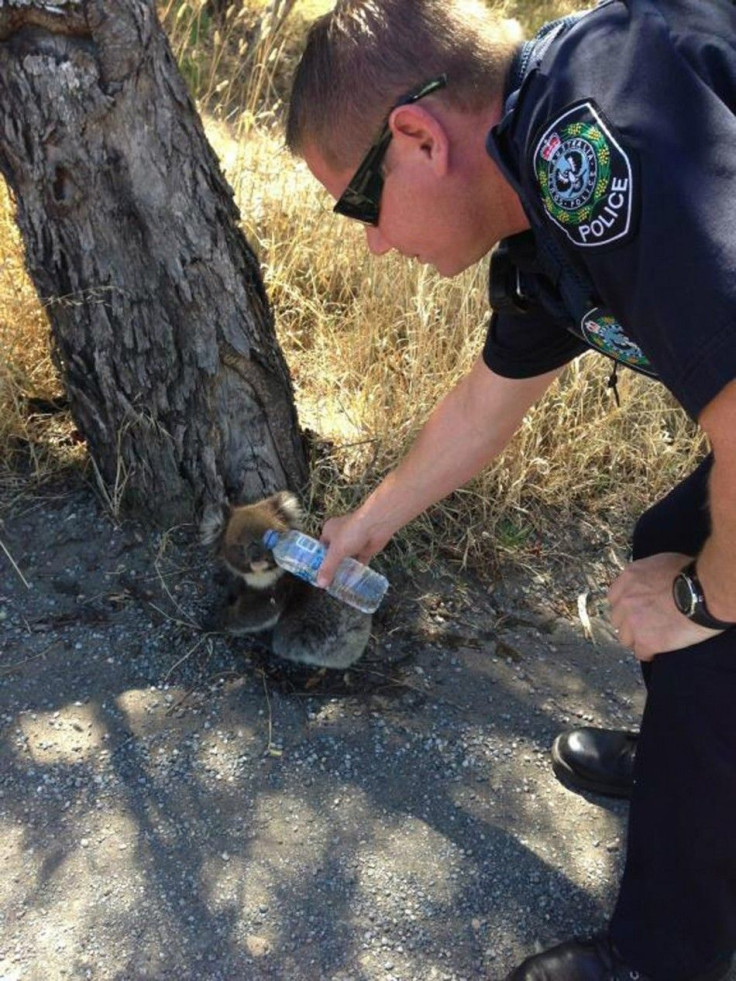 A South Australian policeman offers a drink of water to a koala at the side of the road 