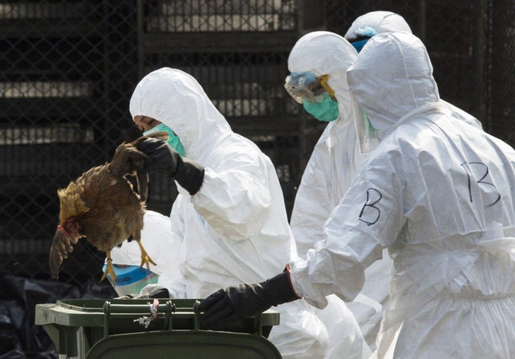 Health workers inspecting a poultry market 