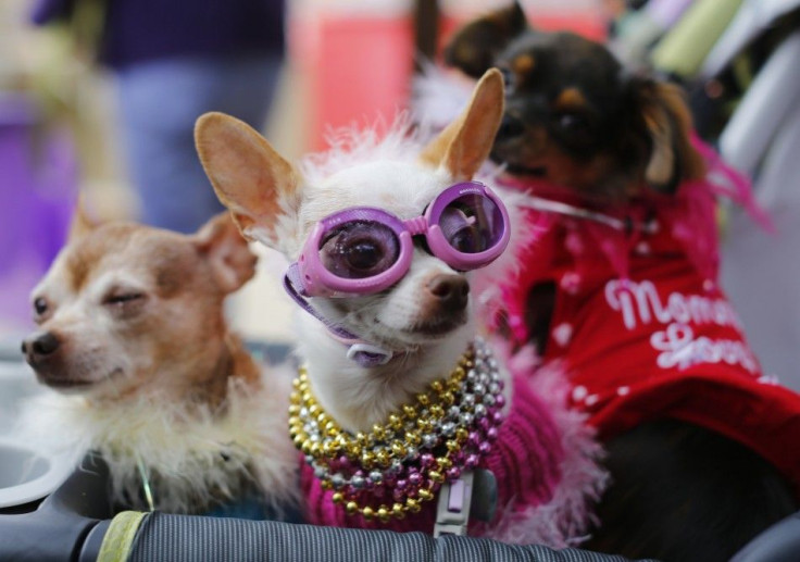 Bianca (C), a chihuahua, arrives in a baby carriage with other pet dogs to compete in the second annual Doggie Gras Parade and Fat Cat Tuesday Celebration at the Helen Woodward Animal Center in Rancho Santa Fe, California March 4, 2014. Bianca won the con