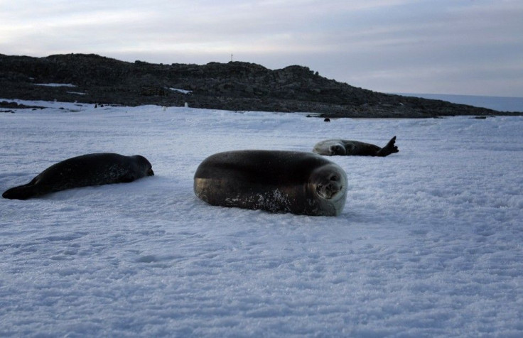 Weddell seals lie atop ice at Cape Denison, Commonwealth Bay, East Antarctica, in this picture taken January 1, 2010. 
