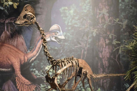 A mounted replica skeleton of the new oviraptorosaurian dinosaur species Anzu wyliei on display in the Dinosaurs in Their Time exhibition at Carnegie Museum of Natural History in Pittsburgh