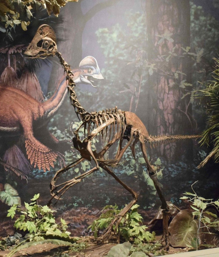 A mounted replica skeleton of the new oviraptorosaurian dinosaur species Anzu wyliei on display in the Dinosaurs in Their Time exhibition at Carnegie Museum of Natural History in Pittsburgh