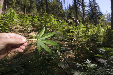 An unidentified park ranger shows a marijuana leaf while he helps other law enforcement agencies eradicate a marijuana growing operation discovered in Cascade National Park in Diablo, Washington, in this August 14, 2008 handout photo. Even as states legal