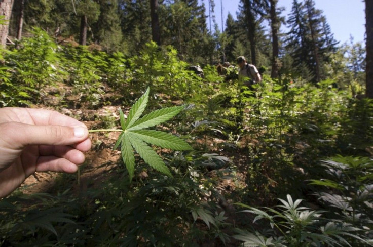 An unidentified park ranger shows a marijuana leaf while he helps other law enforcement agencies eradicate a marijuana growing operation discovered in Cascade National Park in Diablo, Washington, in this August 14, 2008 handout photo. Even as states legal