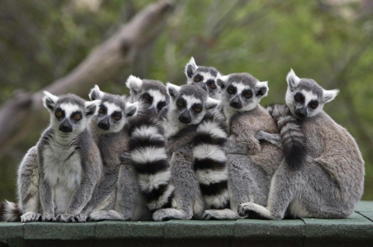 Ring-tailed lemurs stand together at the Haifa zoo in northern Israel