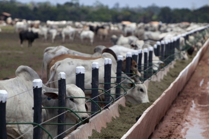 Cattle stand in pens where they arrived from different ranches in the Amazon basin before being trucked to a port for export overseas, in Moju, Para state, near the mouth of the Amazon river, November 7, 2013. With steps afoot to ease import restrictions,