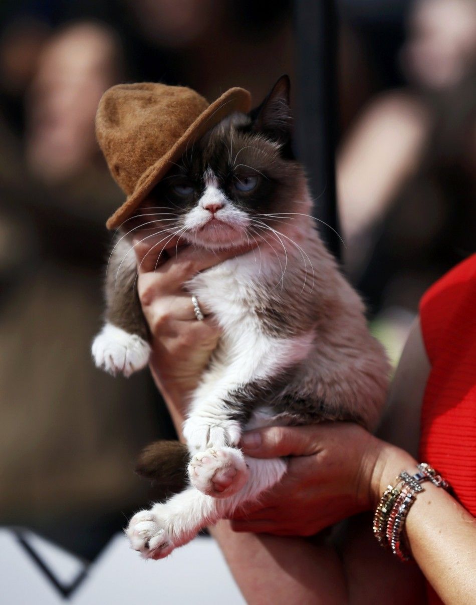 Grumpy cat arrives at the 2014 MTV Movie Awards in Los Angeles, California  April 13, 2014.   REUTERSDanny Moloshok 