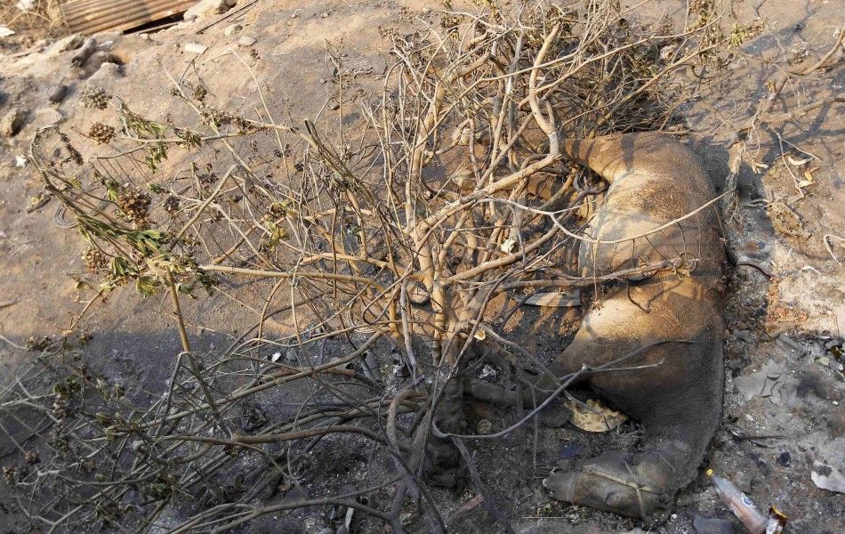 A dead horse is seen after a forest fire burned several neighbourhoods in the hills in Valparaiso city, northwest of Santiago, April 13, 2014. At least 11 people were killed and 500 houses destroyed over the weekend by the fire that devastated parts of th