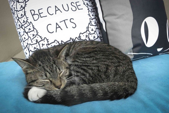A cat sleeps on a cushion at the cat cafe in New York