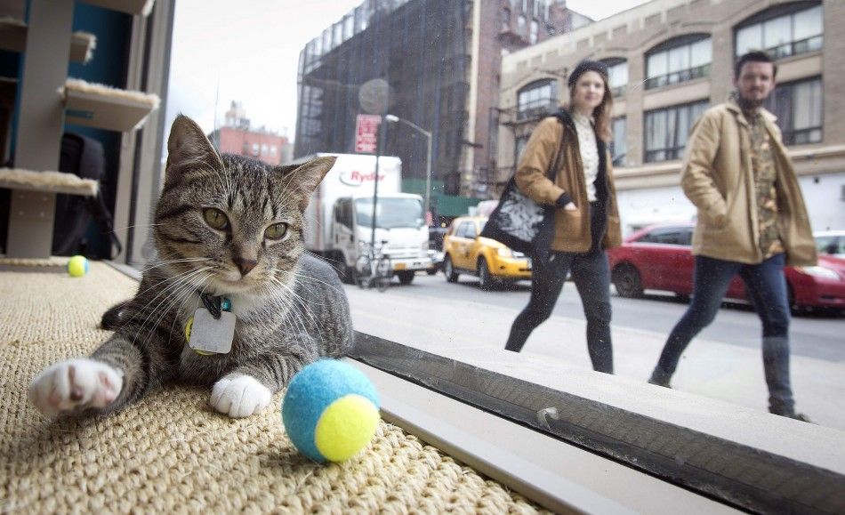 A cat is pictured sitting at the window of the cat cafe in New York