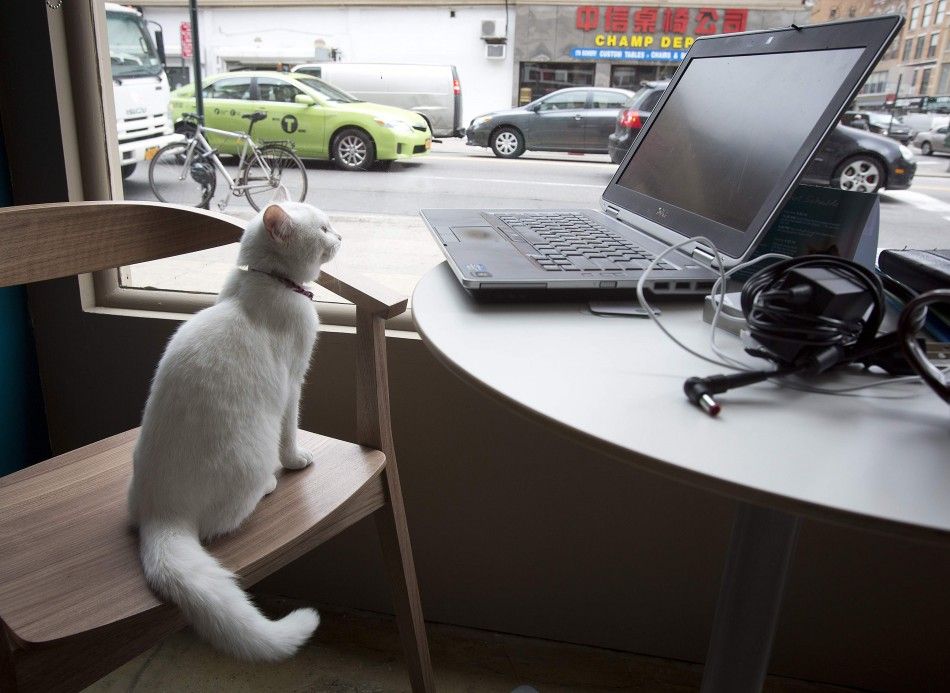 A cat sits and looks at a computer next to the window of the cat cafe in New York