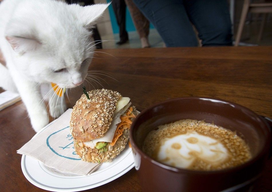 A cat smells a sandwich at the cat cafe in New York