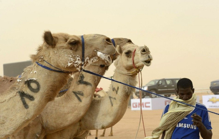 Camels are seen after the 20km camel race during the opening of the Janadriya festival near Riyadh, in this April 3, 2013 file photo. Scientists believe camels in Saudi Arabia are the main animal reservoir of MERS, a new disease that kills about a third o