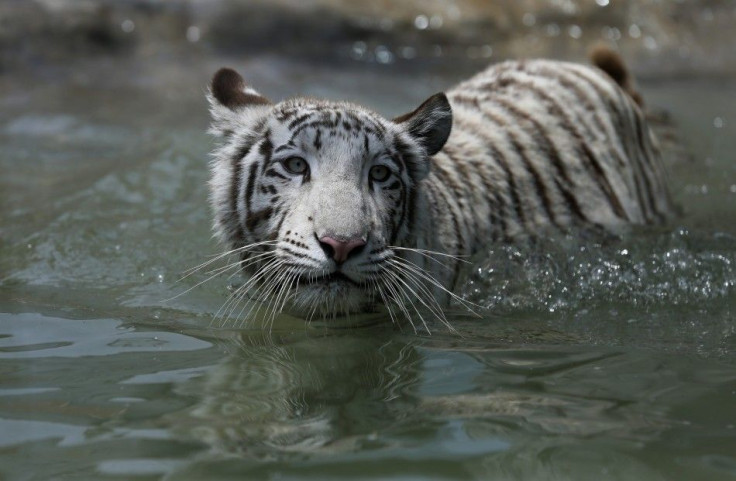 Civa Sumac, a white Bengal tiger, plays in her new enclosure during a media presentation at Huachipa&#039;s private zoo in Lima