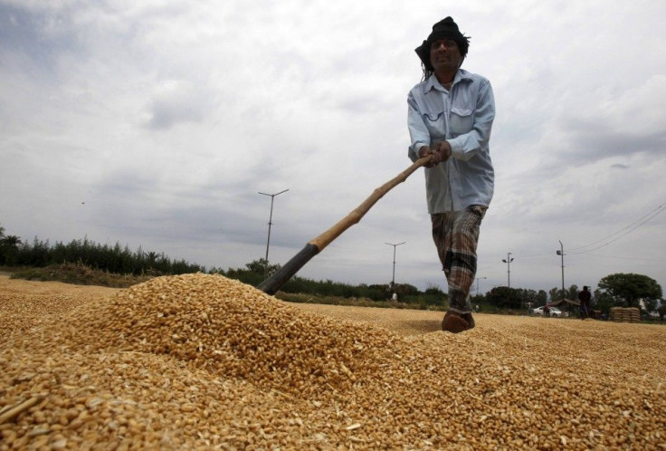 A labourer spreads wheat for drying at a wholesale grain market in Chandigarh