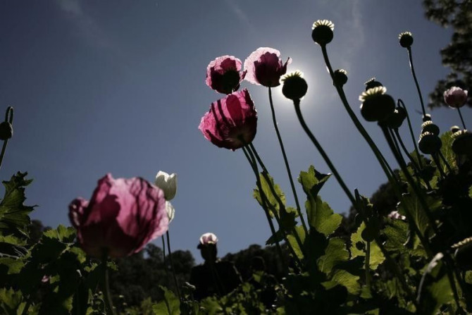 Poppy plants used to make heroin are seen at a clandestine plantation during a military operation in Sierra de Culiacan in the state of Sinaloa