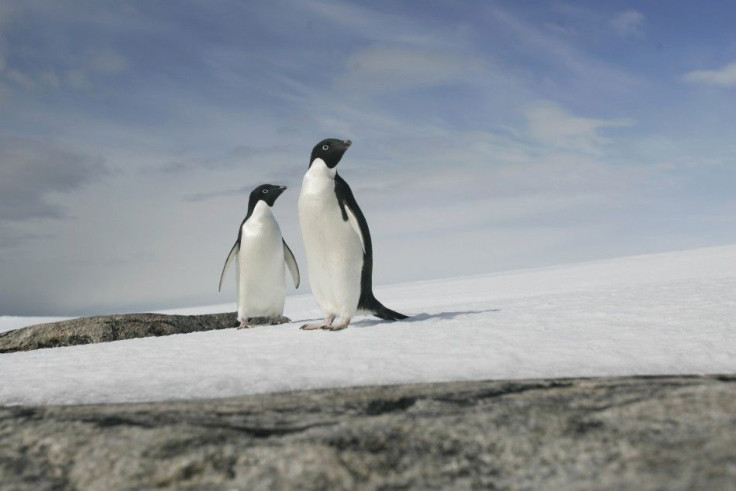 A pair of Adelie penguins are pictured at Cape Denison, Commonwealth Bay, East Antarctica, in this December 28, 2009 file photo. REUTERS/Pauline Askin/Files