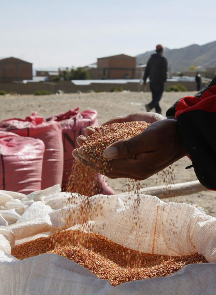 A man inspects the quality of red quinoa grains at a marketplace for small and medium-sized quinoa growers in Challapata, Oruro Department, south of La Paz, April 19, 2014. A bag of red quinoa, weighing about 46 kg, sells for around $200, according to loc