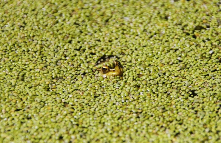 A frog is pictured in Anan Lake