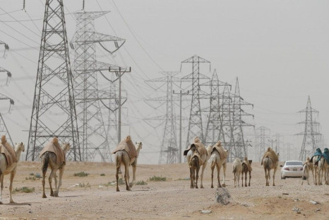 Camels graze near power lines in the village of al-Thamama near Riyadh May 11, 2014. Saudi Arabia said people handling camels should wear masks and gloves to prevent spreading Middle East Respiratory Syndrome (MERS), issuing such a warning for the first t
