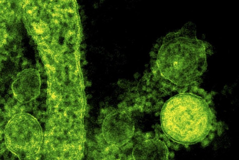Handout Transmission Electron Micrograph Shows Particles of the Middle East Respiratory Syndrome (MERS) Coronavirus