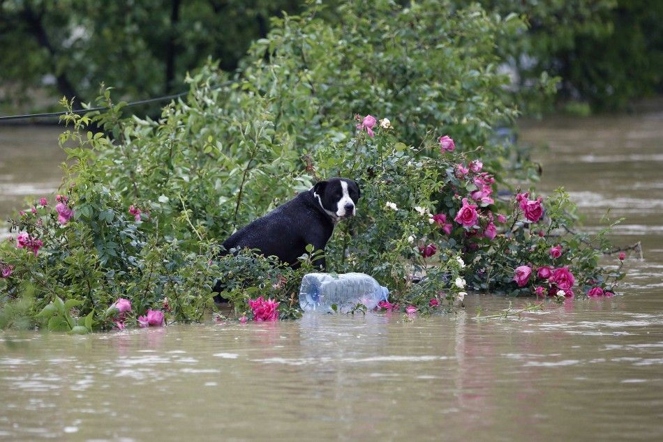 REFILE - CORRECTING DIRECTION OF TOWN FROM BELGRADE  A dog stands in a flooded street in the town of Obrenovac, southwest of Belgrade, May 16, 2014. The heaviest rains and floods in 120 years have hit Bosnia and Serbia, killing five people, forcing hundre
