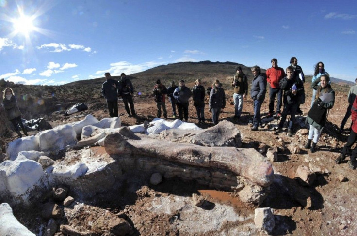 Argentinian bone fossil discovery