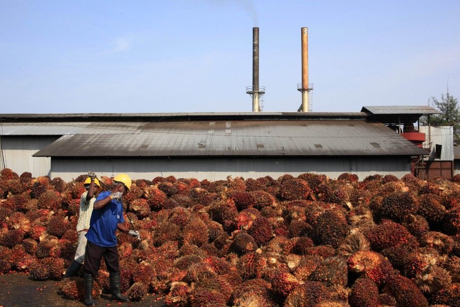 Workers collect palm oil fruits inside a palm oil factory in Sepang, outside Kuala Lumpur, in this February 18, 2014 file photo. Chinas refined palm oil imports could be hit as buyers struggle for funding, the latest casualty in Beijings crackdown on co