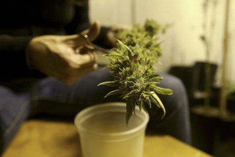 A marijuana home grower works on a marijuana flower in Montevideo in this March 7, 2014. REUTERS/Andres Stapff