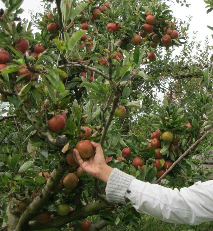Apple picking