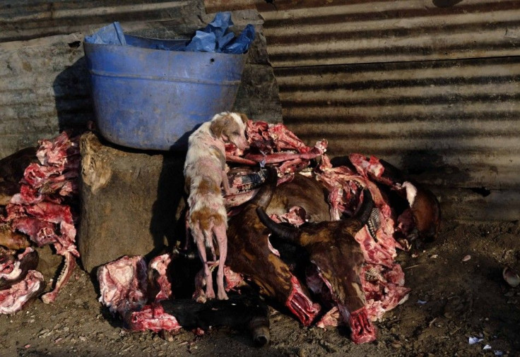 A dog scavenges among cow carcasses in the &quot;Cholojeros&quot; zone next to the railway lines at Zona 18, in Guatemala City May 6, 2014. Most of the beef consumed in the city is produced in the Cholojeros zone, according to the Ministry of Agriculture 
