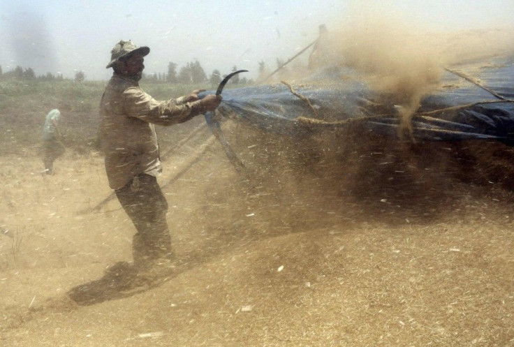 An employee works next to hay coming out of a threshing machine during a harvest of wheat crop in 6 October village, in the Nile Delta province of Al-Baheira, northwest of Cairo May 22, 2014. Egypt, the world's biggest wheat importer, has bought around 3 