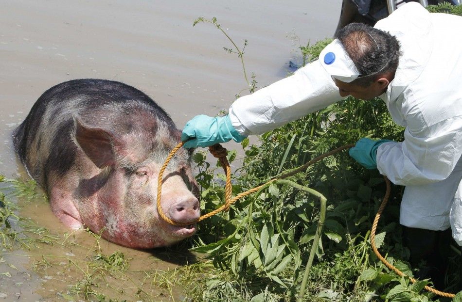 A veterinarian puts a rope around a pigs head to help it out of water during heavy floods in the village of Prud, May 20, 2014.Communities in Serbia and Bosnia battled to protect towns and power plants on Monday from rising flood waters and landslides th