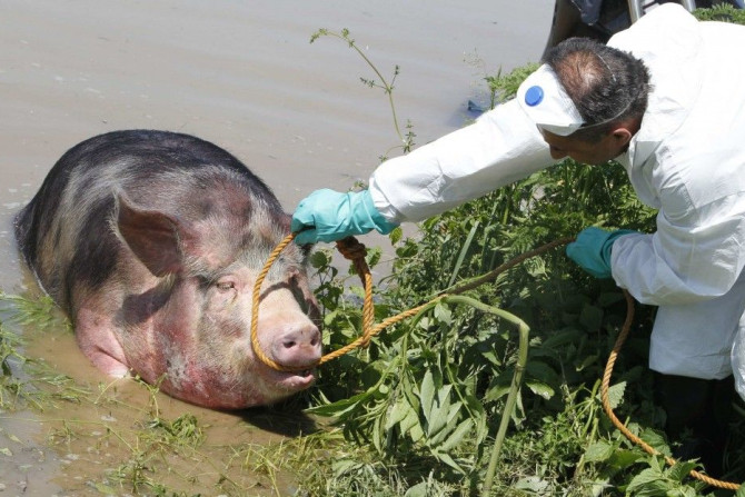 A veterinarian puts a rope around a pig's head to help it out of water during heavy floods in the village of Prud, May 20, 2014.Communities in Serbia and Bosnia battled to protect towns and power plants on Monday from rising flood waters and landslides th