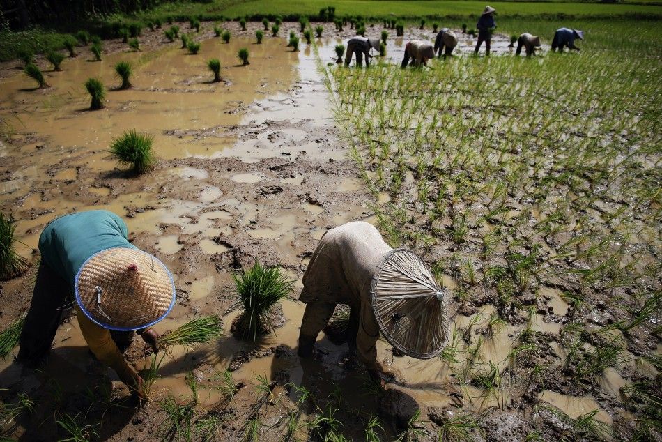 Farmers plant rice at a field near Banda Aceh, in this December 11, 2012 file picture. Asias governments are scrambling to head off the potential impact of a weather phenomenon that in the past has driven food prices to levels that sparked social unrest.