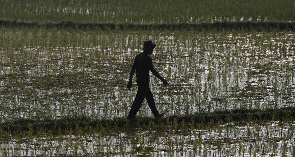 A farmer walks on an irrigation rice plant in Padalarang, Indonesias West Java province, May 27, 2014. Asias governments are scrambling to head off the potential impact of a weather phenomenon that in the past has driven food prices to levels that spark