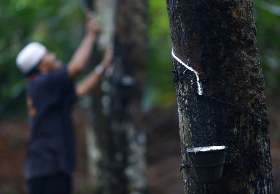 Latex from a rubber tree is collected in a cup near Roslai Hasan, 62, at a plantation at Hulu Rening in the district of Batangkali, outside Kuala Lumpur May 26, 2014. A slump in natural rubber prices to multi-year lows is spurring Southeast Asian farmers 