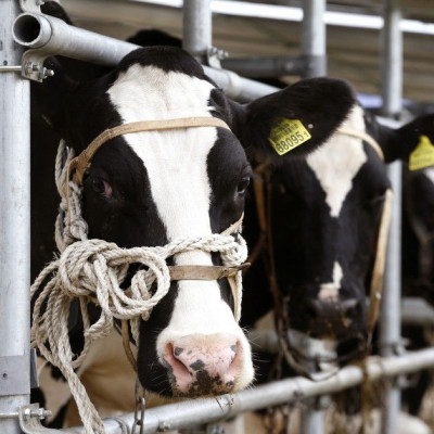 Cows are pictured during an international agricultural exhibition in the outskirts of Minsk June 4, 2014. Farmers and agriculture companies from 14 countries gathered near the Belarussian capital to show their products on Wednesday. REUTERS/Vasily Fedosen