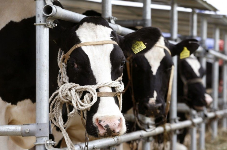 Cows are pictured during an international agricultural exhibition in the outskirts of Minsk June 4, 2014. Farmers and agriculture companies from 14 countries gathered near the Belarussian capital to show their products on Wednesday. REUTERS/Vasily Fedosen