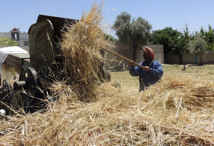 A farmer uses a threshing machine as he harvests wheat crop in Arbeen, in the eastern Damascus suburb of Ghouta June 1, 2014. War and drought have cut Syria's wheat forecast to between 1 million and 1.7 million tonnes, agricultural experts and traders say